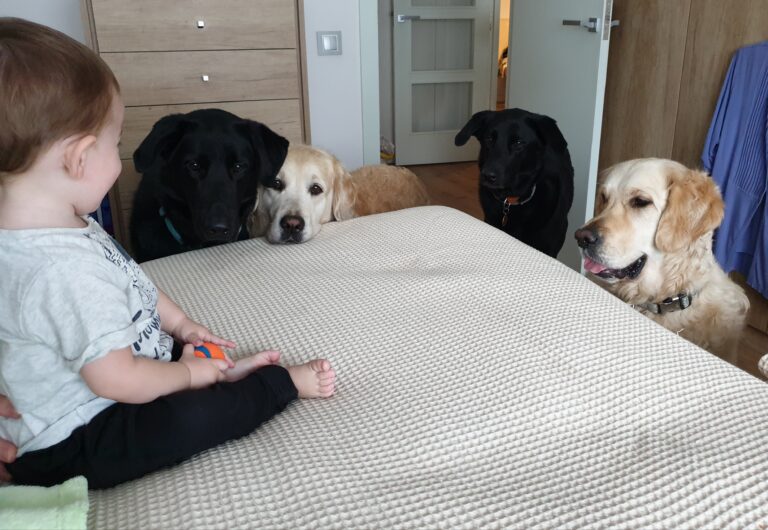 Boncan, adiestramiento, educación y modificación de conducta canina en Barcelona